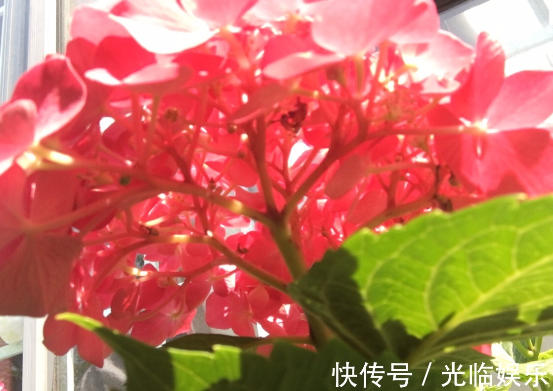 扦插绣球花很简单,“3步”就扦插活,长根发芽快,阳台一片花海