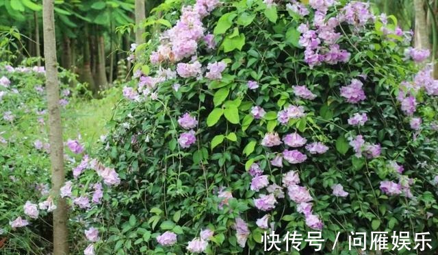 1种花1年能长4米高,花开1000朵,从来不生虫,花还能当蒜吃!