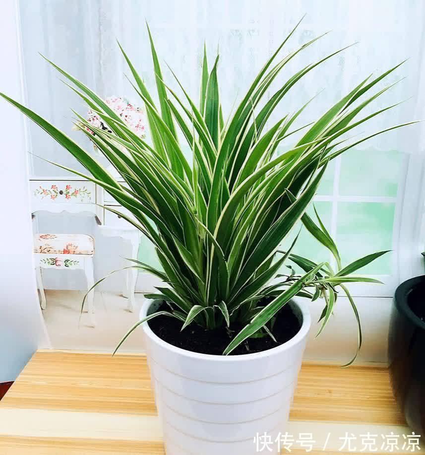 5种养人花,建议卧室养一盆,促睡眠“养精神”,温馨又大气