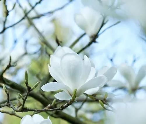 养花|古人最喜欢的8种“吉祥花”,养一盆日子越过越舒心