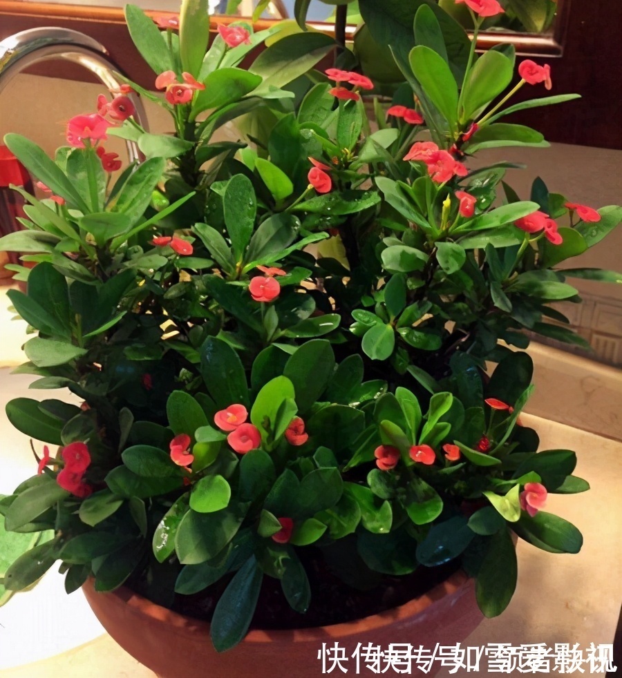 养这几种花太省事了，放在阳台晒太阳，少浇水还能开花