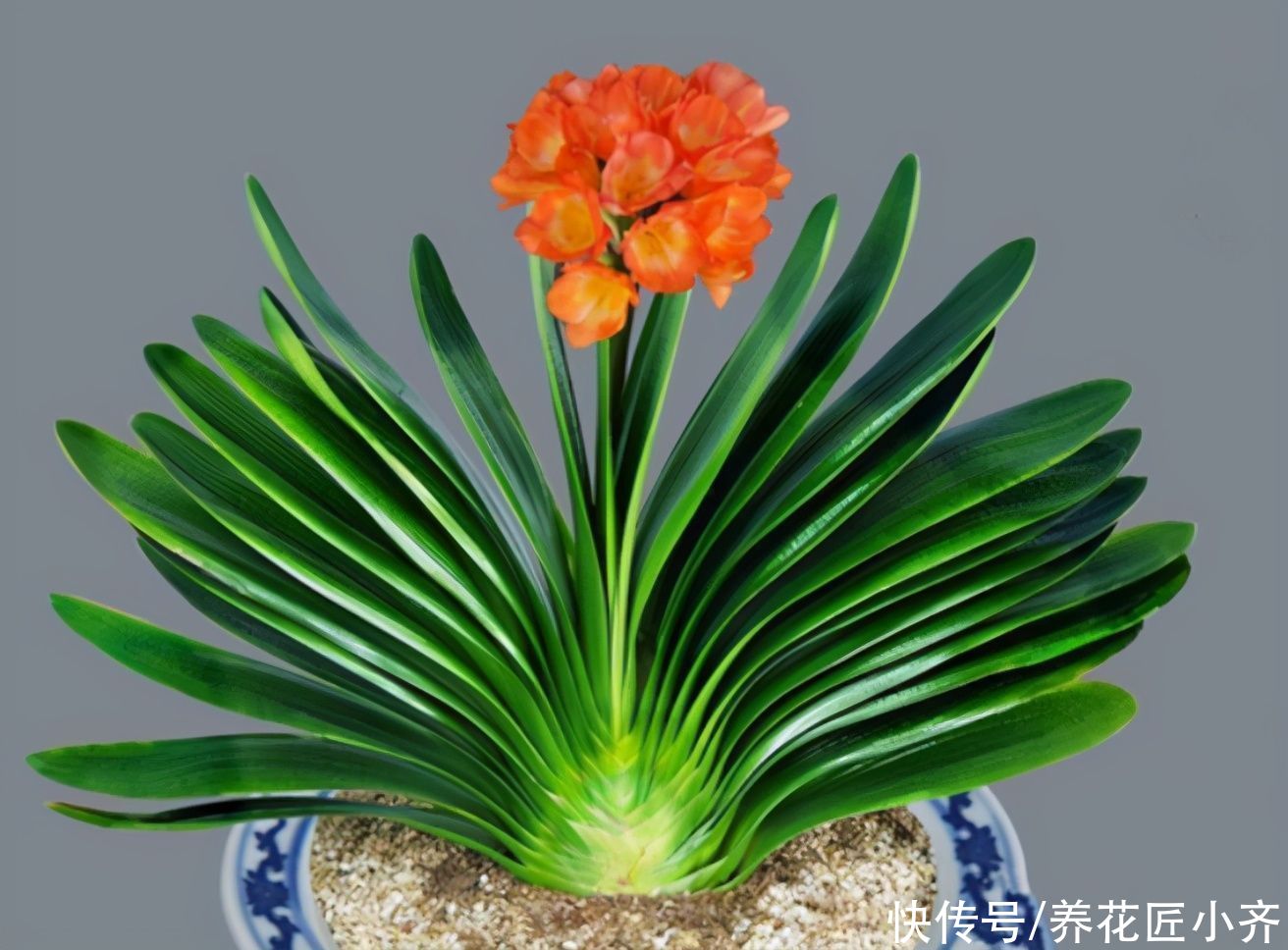 土壤|君子兰养根有“三要素”,缺少一个都养不好,高手都明白这些事