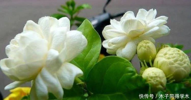 4种花养家里,福旺运旺财更旺,一盆几十块,添绿意清空气