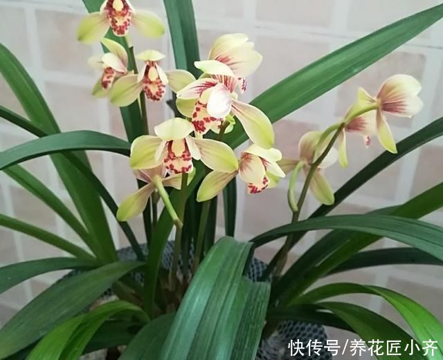 兰苗|盛夏养兰花，做好“三要、三不要”，兰苗叶片油绿，植株硬挺