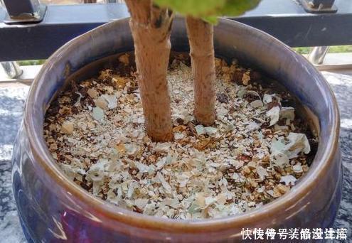 养花土别买了,“3种”废渣一掺和就是“养花万能土”,养啥活啥