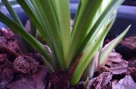 营养土不要买,出门捡几种“垃圾”扔盆里,疏松透气、不烂根