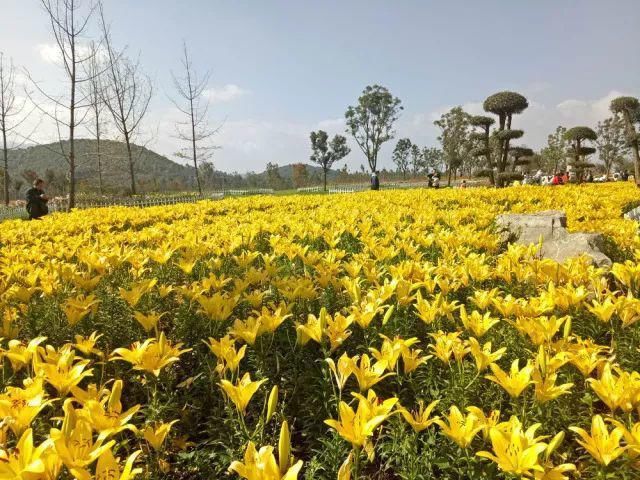 生物|赏不完的花，看不尽的美！冬季，到红河感受生物多样性之美