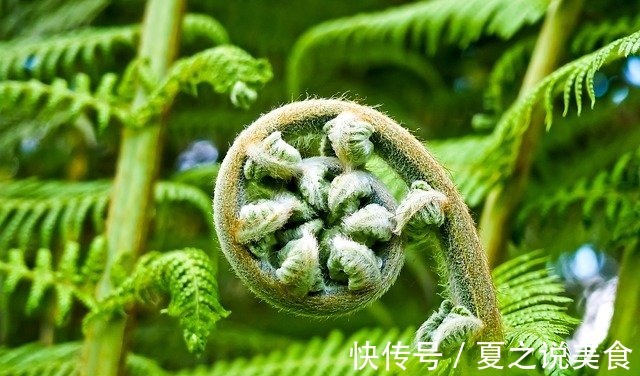 肝脏|67岁大爷,肝年龄只有40岁,常吃一“零嘴”,养肝护肝,值得借鉴