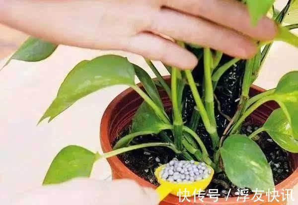 家里无论养啥花，提前做“3步”，以后虫子少、不烂根