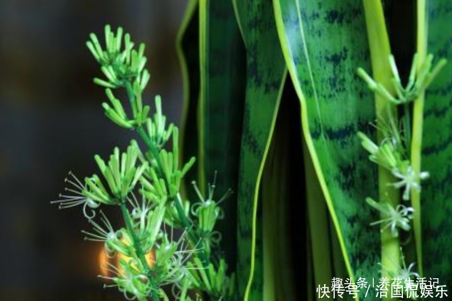 土壤|养虎皮兰不见长，用好“3个”小妙招，不久就“长高高”爆小芽！