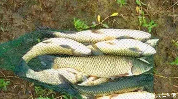 中鱼|用玉米粒钓大鱼,可以试试这几种调漂方法,快速简单,中鱼率高