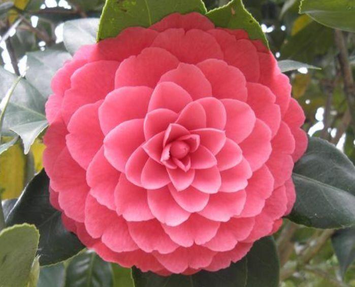 4种花好养易打理,花色柔美爱开花,烂漫迷人美爆了