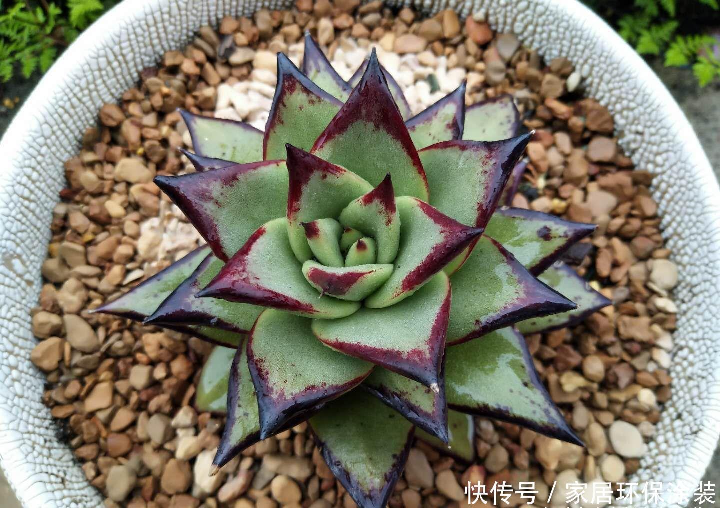 桃蛋|多肉从小苗养到爆盆是什么感觉?以前有成就感,现在觉得有点尴尬