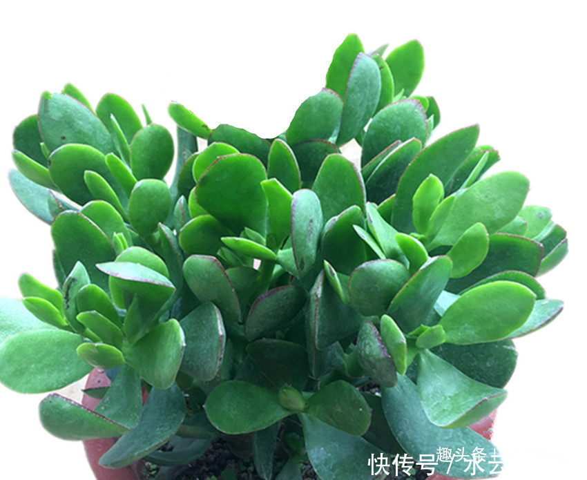 板结|什么蚯蚓粪、万能肥它才是养花的好东西,科学养殖才是正道