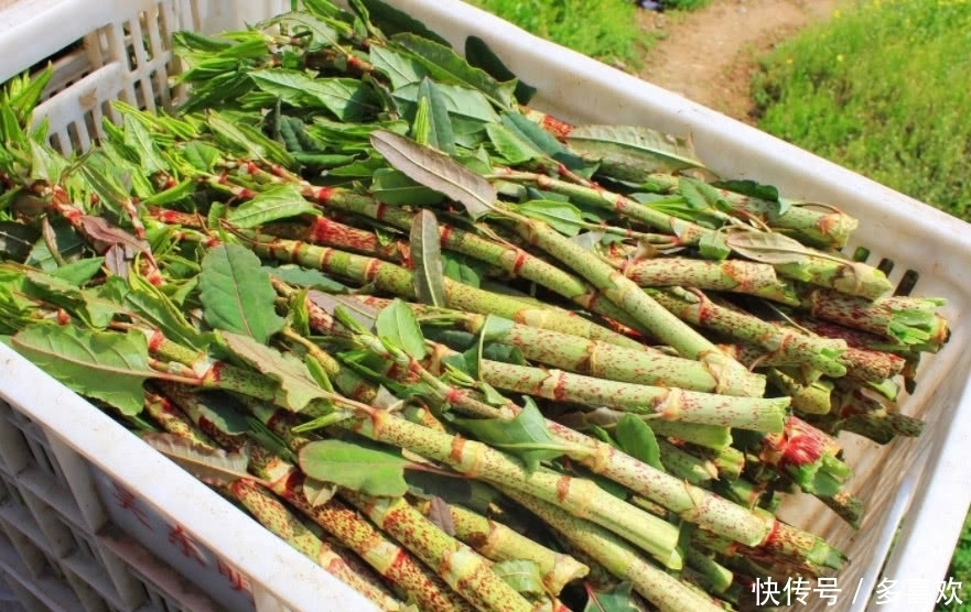 农村这种野草叫做“酸筒杆”,有人吃完直言忘不掉,有人没吃过