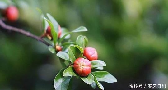 只待绿荫芳树合,蕊珠如火一时开,置身于花海的感觉太惊艳!