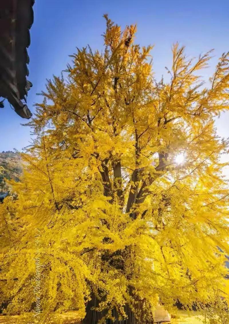 家里种“好树”,子孙一直富,6种“吉利树”,养得越久越吉利