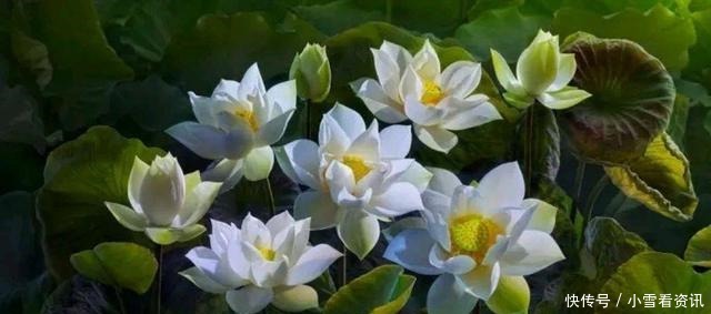 战胜|拯救世人,战胜疫情(一首赞美诗)