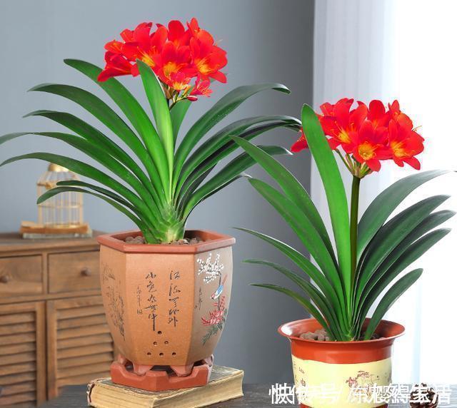 关键点|为什么君子兰不开花,因为你忽略这些关键点