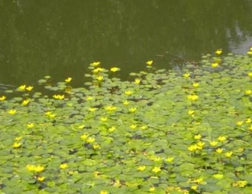 乡间趣事 水中一种 浮萍 捞回家种盆里 开花才知身价 原来是 名花 快资讯