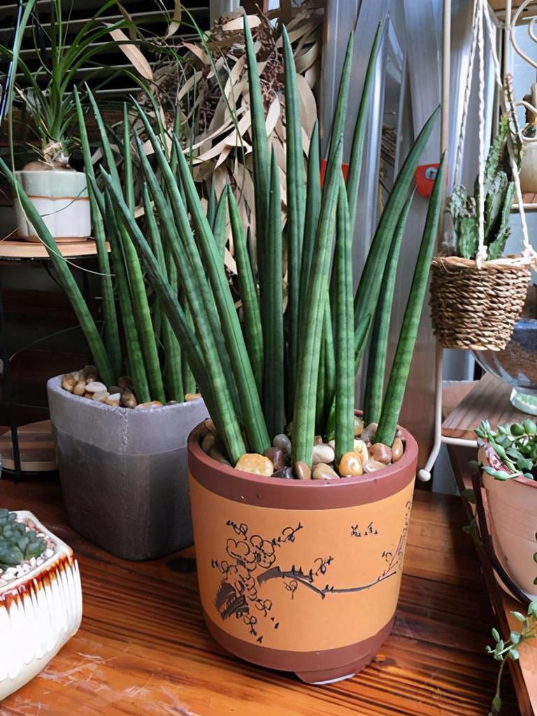 室内养这6种花,装饰感强是门面担当,感兴趣的朋友别错过