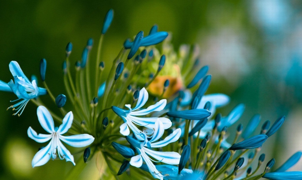 此花花型娇美,就像是满天的繁星一样,寓意着多子多福