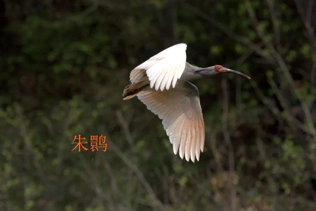 开封市|「汴京公园」神奇的生物多样性 激发学生们探索大自然的浓厚兴趣