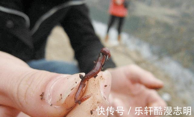 冬天钓鱼,蚯蚓和红虫哪个效果更好老钓手告诉你答案