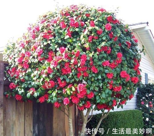 大门前种1棵茶花树，耐寒耐热好养，花色艳丽，开花喜庆富贵！