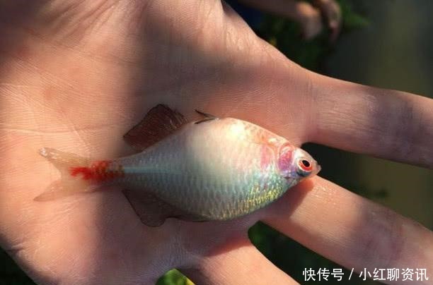 国内淡水鱼颜值最高的4种鱼,数量是越来越少了,你钓到过吗