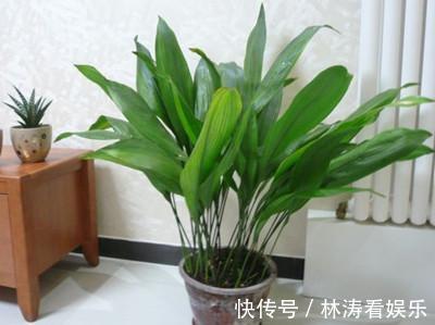 此5种花,怎么折腾都不会死,一盆养20年都没问题