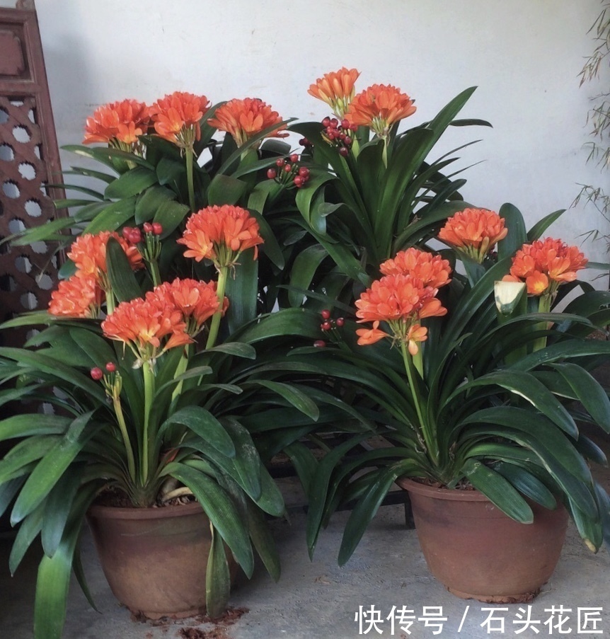 蚯蚓|养20年的君子兰,长得就像“大白菜”,一盆就能长8根花箭