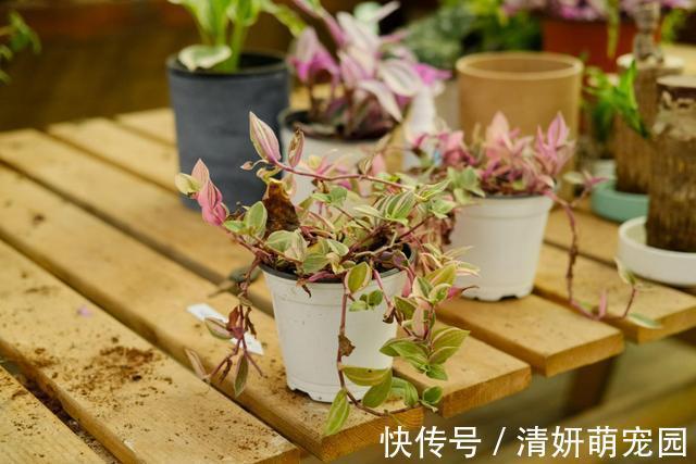 花花|家里养婚礼吊兰,气质优雅观赏性强,邻居看了都喜欢