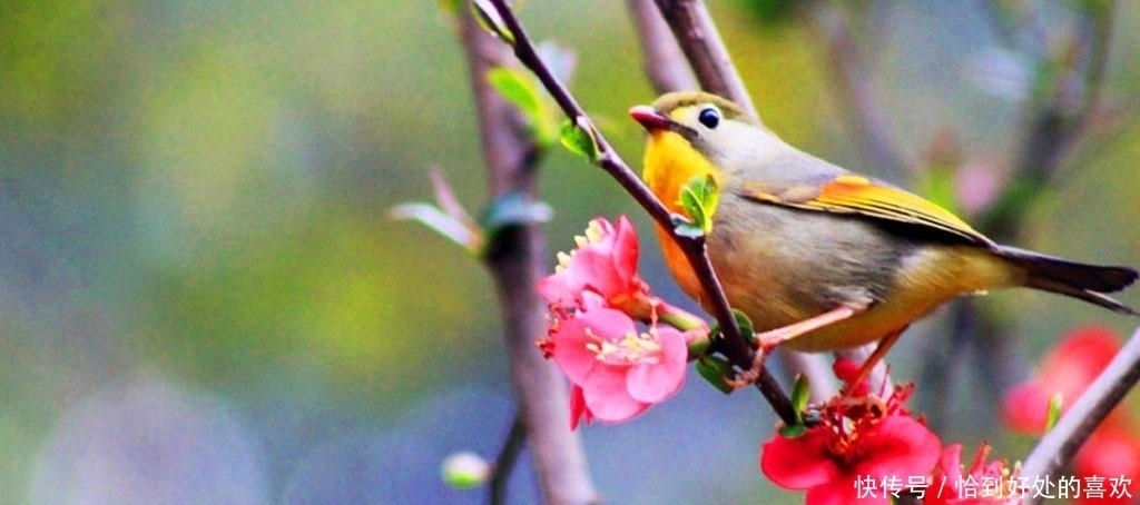 从句式!千古绝对!上联:“老牛吃嫩草”下联真是太经典了