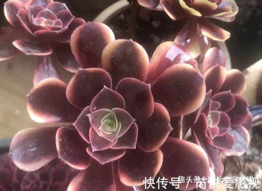 想把自己的法师多肉养成碗的形状?那必须得满足4个要求才行