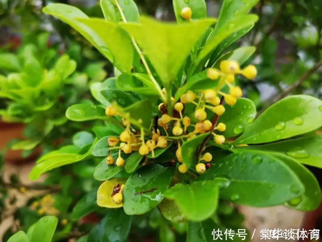 酸性|天生爱淋雨的花,多淋几次,连肥料都省了