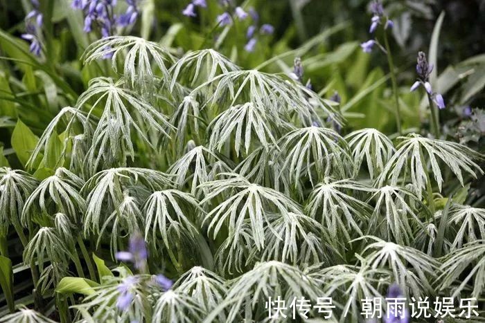 风湿麻木|大自然的馈赠“中药材兔儿伞”，可治风湿麻木、全身骨痛！