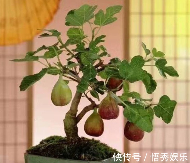 以下5种盆栽花卉,可以任性浇水,水浇多了不会死反而疯长