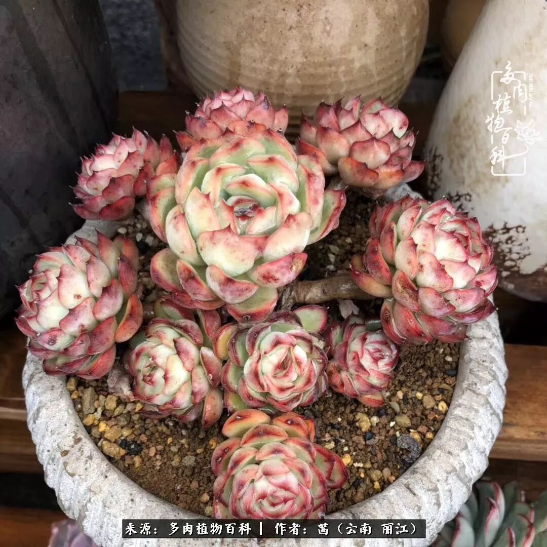 一年四季不同景，一院多肉陪我后半生！