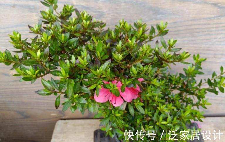 土壤|一款适合家庭盆栽的花卉，比菊花好看，成片栽种则如“映山红”