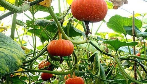 维生素吃南瓜好处多多,南瓜不能和以下两种食物同食,告诉身边的人