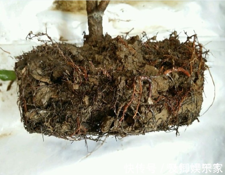 养米兰,2件事很重要,做错了落叶归西,做对了花繁叶茂