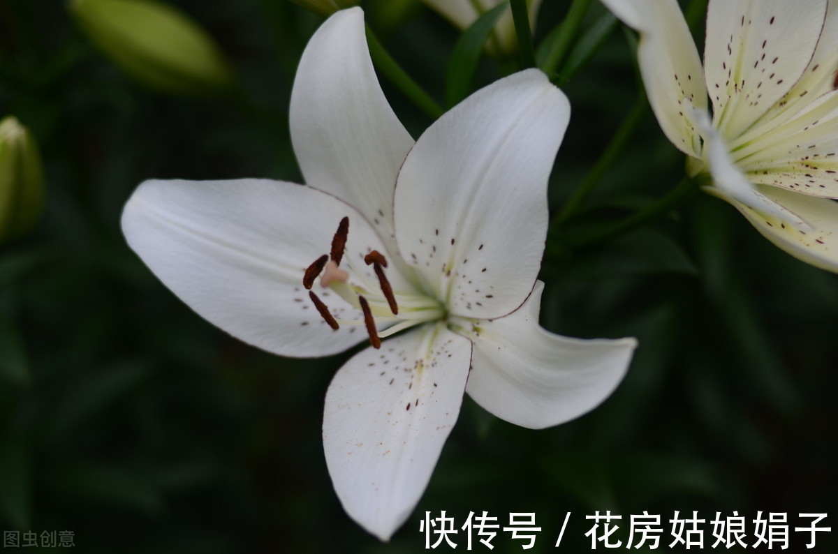 光照|夏天高温,这些花换个位置,阴凉通风的环境才生长旺盛,叶绿花多