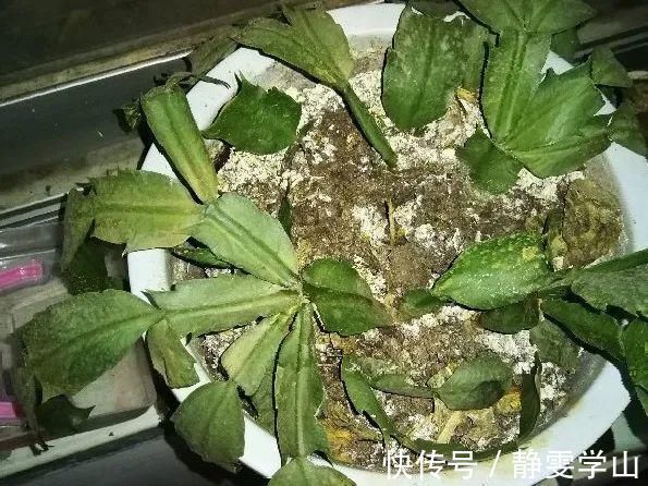叶子|养护蟹爪兰,要注意8个要点,才能开出仙气飘飘花