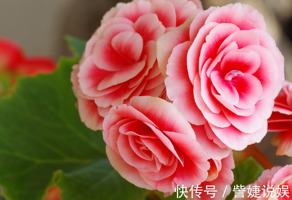 浇水|家有长寿花,心情愉悦,长寿花这么养四季开花