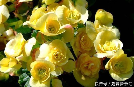 养花就养这几款,全年开花不停,鲜艳夺目,开花勤爱爆盆