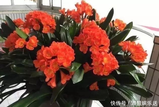 根系|君子兰吃点“大补肥”，蹭蹭直冒“网格叶”，根系就像大白菜