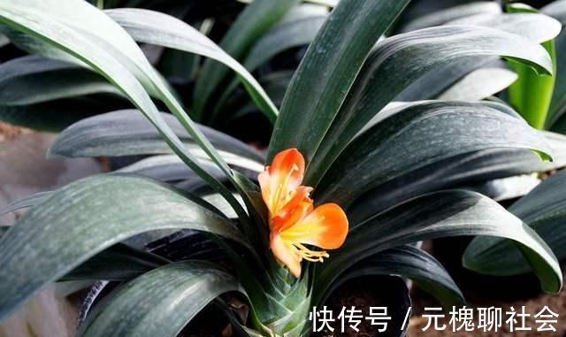 植物|君子兰总是养不活往花盆里加点“好东西”，让植物越长越茂盛