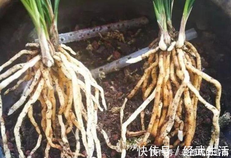 买到兰花难服盆？先学会上盆，再学会缓苗，服盆快发芽多！