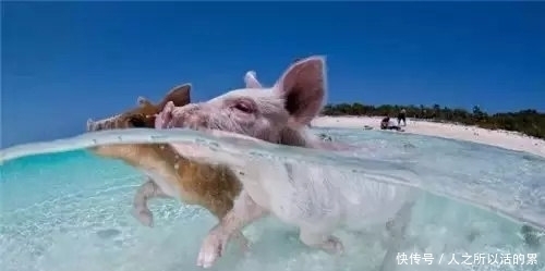 成天到晚|这个小岛，有一群成天到晚游泳的猪，萌哭